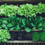 Leafy Greens, recipes